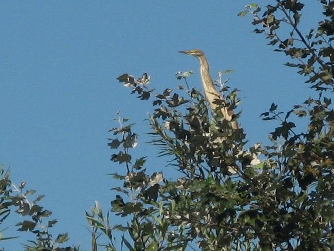 Sgarza ciuffetto
